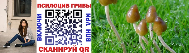 Псилоцибиновые грибы Psilocybe  магазин    Старая Русса 